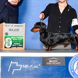 Waylon - Dachshund