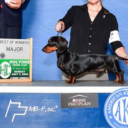 Waylon - Dachshund