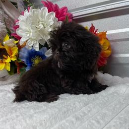 Fancy - Liver female Shih Tzu puppy in Elgin, South Carolina from Silver Bells Paw Prints