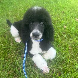 Maverick - Parti male Poodle puppy in Roseville, California from Aura & Luxe Poodles