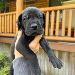 Callie - Black female Great Dane puppy in Beulah, Michigan from Northwood Euro Danes and Bassets