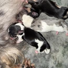 Girl  1 - Piebald female Dachshund puppy in Wahiawa, Hawaii from Versatile Ohana