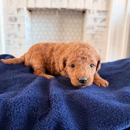 Maxine (Max) - Red  female Goldendoodle puppy in Mount Pleasant, Utah from Betty's Goldendoodles