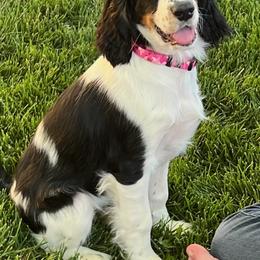 English Springer Spaniel Puppies from Silly Springers