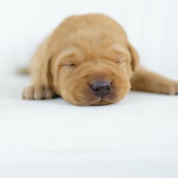 Captain - Yellow male Labrador Retriever puppy in Allons, Tennessee from UC Labradors LLC