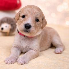 Blossom - Gold female Bordoodle puppy in Conway, Missouri from 2J 2K Bordoodles