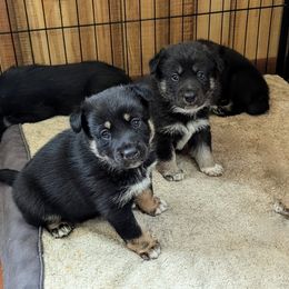 Lapponian Herder Puppies from Maalattu Koirankoppi Lapponian Herders