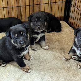 Lapponian Herder Puppies from Maalattu Koirankoppi Lapponian Herders
