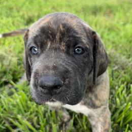 Girl 4 - Brindle female Great Dane puppy in Indianola, Iowa from Bull West Kennels