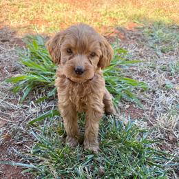 F1B Goldendoodle Skye - Red  female Goldendoodle puppy in Redding, California from Casa Delarosa Collective Poodles & Doodles