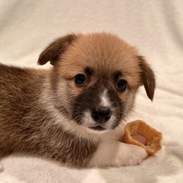 Pembroke Welsh Corgi Puppies from Pordr Corgis