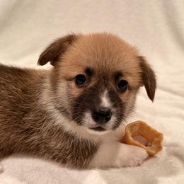 Pembroke Welsh Corgi Puppies from Pordr Corgis