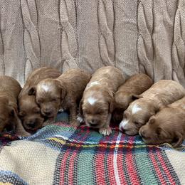 Cockapoo puppies from Windy Ridge Cockapoos
