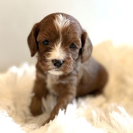 Cozy - Red female Cavapoo puppy in Malad City, Idaho from FreckledCowgirlPuppies