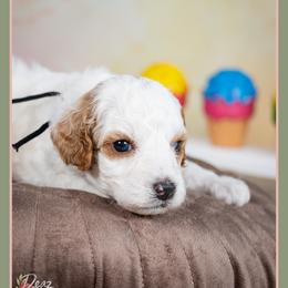 Bubba - Red and white male Cockapoo puppy in Connersville, Indiana from Deaz Doodle Ranch