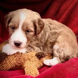 Sunshine - Brown and white male Aussiedoodle puppy in Larimer County, Colorado from Puppy Love Doodles