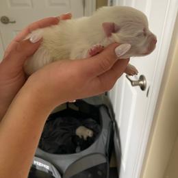 Puppy 2 - White male Pomeranian puppy in Paducah, Kentucky from Perennial Poms Pomeranian Breeder