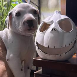 Stitch - White and liver brown male Dalmatian puppy in Hastings, Florida from Love My Spotty Dalmatians