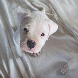 Peter - White male American Bulldog puppy in Abita Springs, Louisiana from Slumski's Bulldogs
