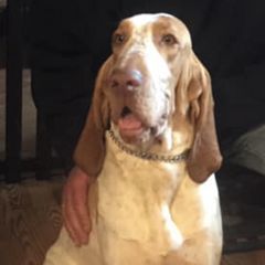 Bloodhounds and Bracco Italianos from Legend Bloodhounds