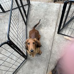 Dachshund puppies from Von Raab Dachshunds