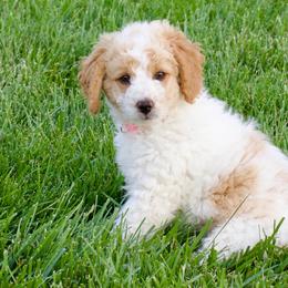 Snow White - female Australian Mountain Doodle puppy in Decatur, Illinois from Signature Doodles
