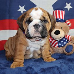 Bulldog Puppies from Lake Valley Bulldogs