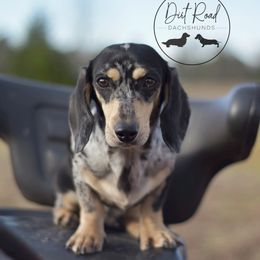 Birdie 🕊 - Dachshund