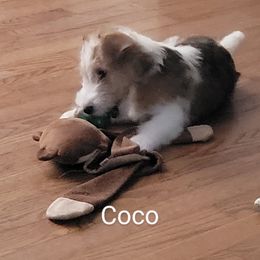 Wire Fox Terrier Puppies from Bob's Wire Fox Terriers