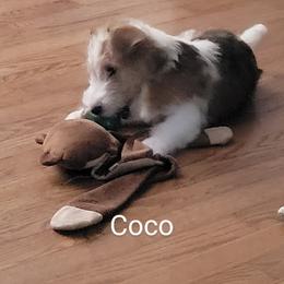 Wire Fox Terrier Puppies from Bob's Wire Fox Terriers