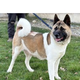 Callie - Akita