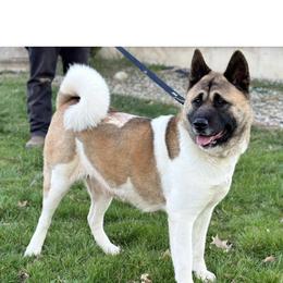 Callie - Akita