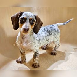 Panda - Dachshund