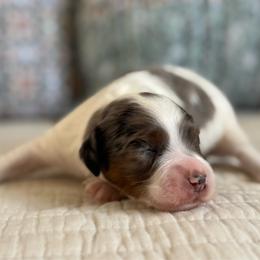 Nate the Great - Merle male Cavapoo puppy in Beckley, West Virginia from By Design Doodles