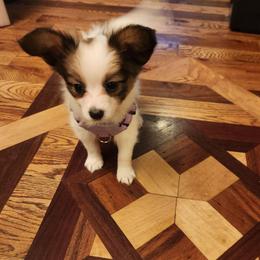 Athos  Boy 1 - Fawn and white male Papillon puppy in Bon Aqua, Tennessee from Rene's Papillon
