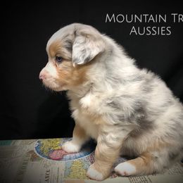 Australian Shepherd Puppies from Mountain Trail Aussies