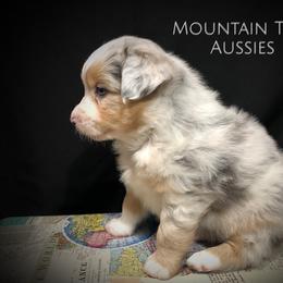 Australian Shepherd Puppies from Mountain Trail Aussies
