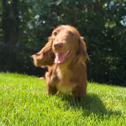 Manila - Chocolate female Dachshund puppy in Steele, Alabama from Taylored Dachshunds