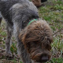 Wirehaired Pointing Griffon puppies from Saint Barbara's Wirehaired Pointing Griffons