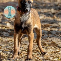 Pink Bone Collar - Fawn sable female Belgian Malinois puppy in Fredonia, Arizona from Zion Malinois