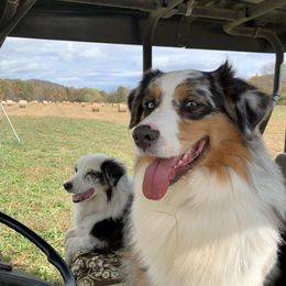 Lenny - Australian Shepherd