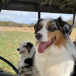 Lenny - Australian Shepherd