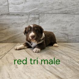 Ella green - Red tri-color male Australian Shepherd puppy in Arbela, Missouri from County Line Aussies