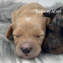 Girl 1-Apricot - Apricot female Goldendoodle puppy in Milford, Indiana from Railway Acres Kennel