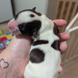 Boy 1 - White and sable male Papillon puppy in Joshua, Texas from Summertime Kennels