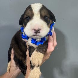 Dark Blue - Tri-color male Bernedoodle puppy in Petersburg, Michigan from Brittany’s Mini Bernedoodles