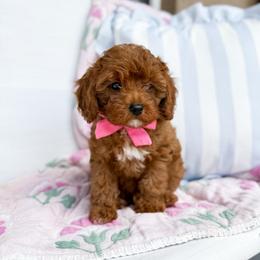 Piglet - pink collar boy - Red male Cavapoo puppy in Melbourne, Florida from Space Coast Doodle Co.