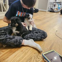 Miniature Australian Shepherd Puppies from Carter's Cuties
