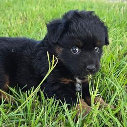 Spark Plug - Black tri male Miniature Australian Shepherd puppy in Paris, Texas from Blue Envy Mini Aussies