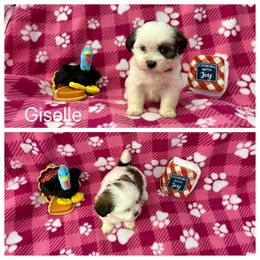 Giselle - Parti female Lhasa Apso puppy in Cincinnati, Ohio from Shangri-La Lhasa Apsos